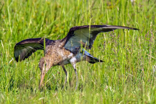 Grutto (Limosa limosa)