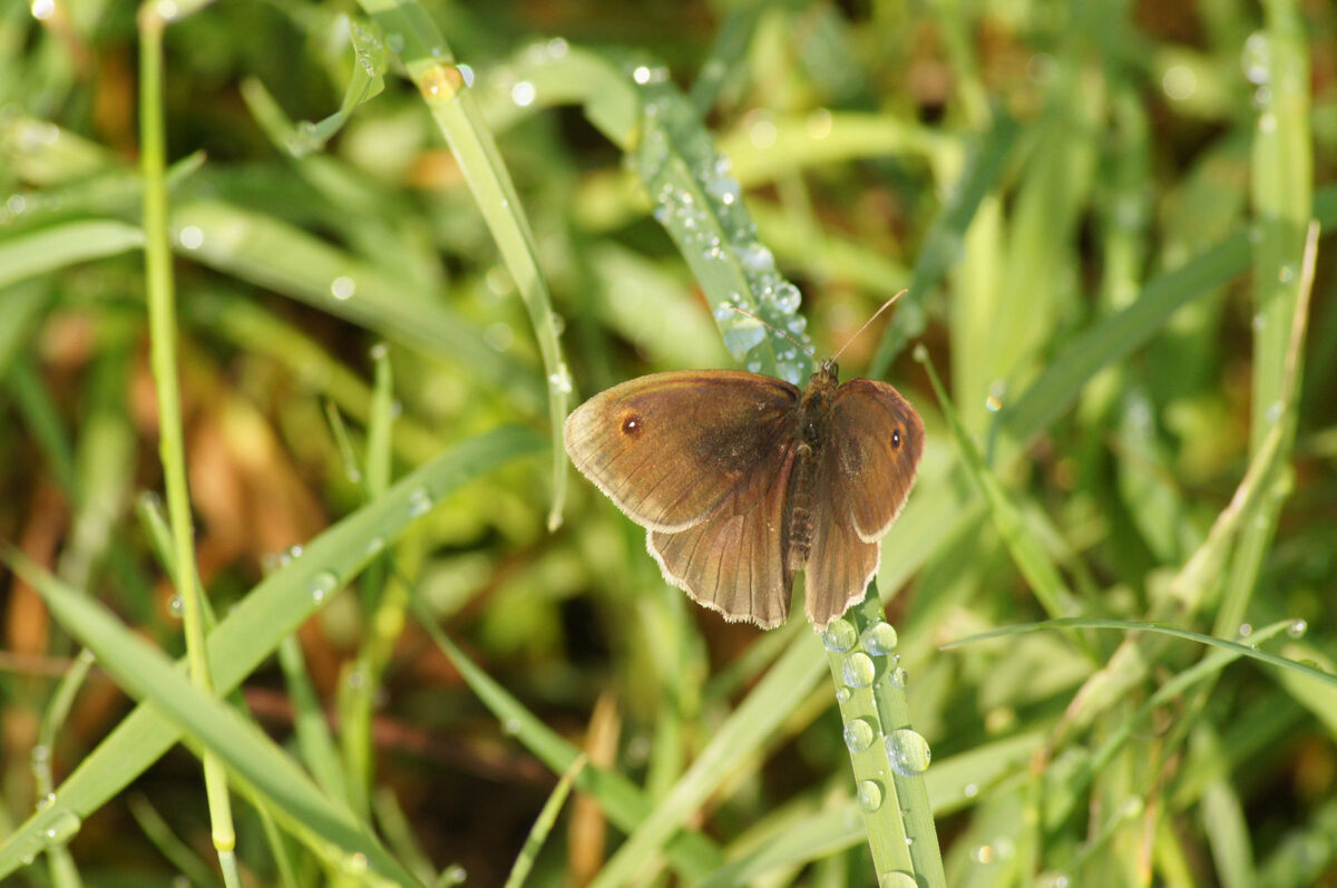 Bruin zandoogje (Maniola-jurtina)♂︎