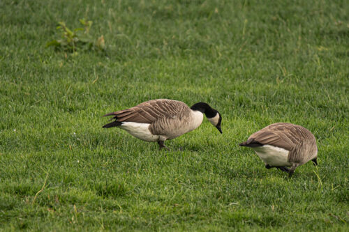 Grote Canadese gans (Branta canadensis)