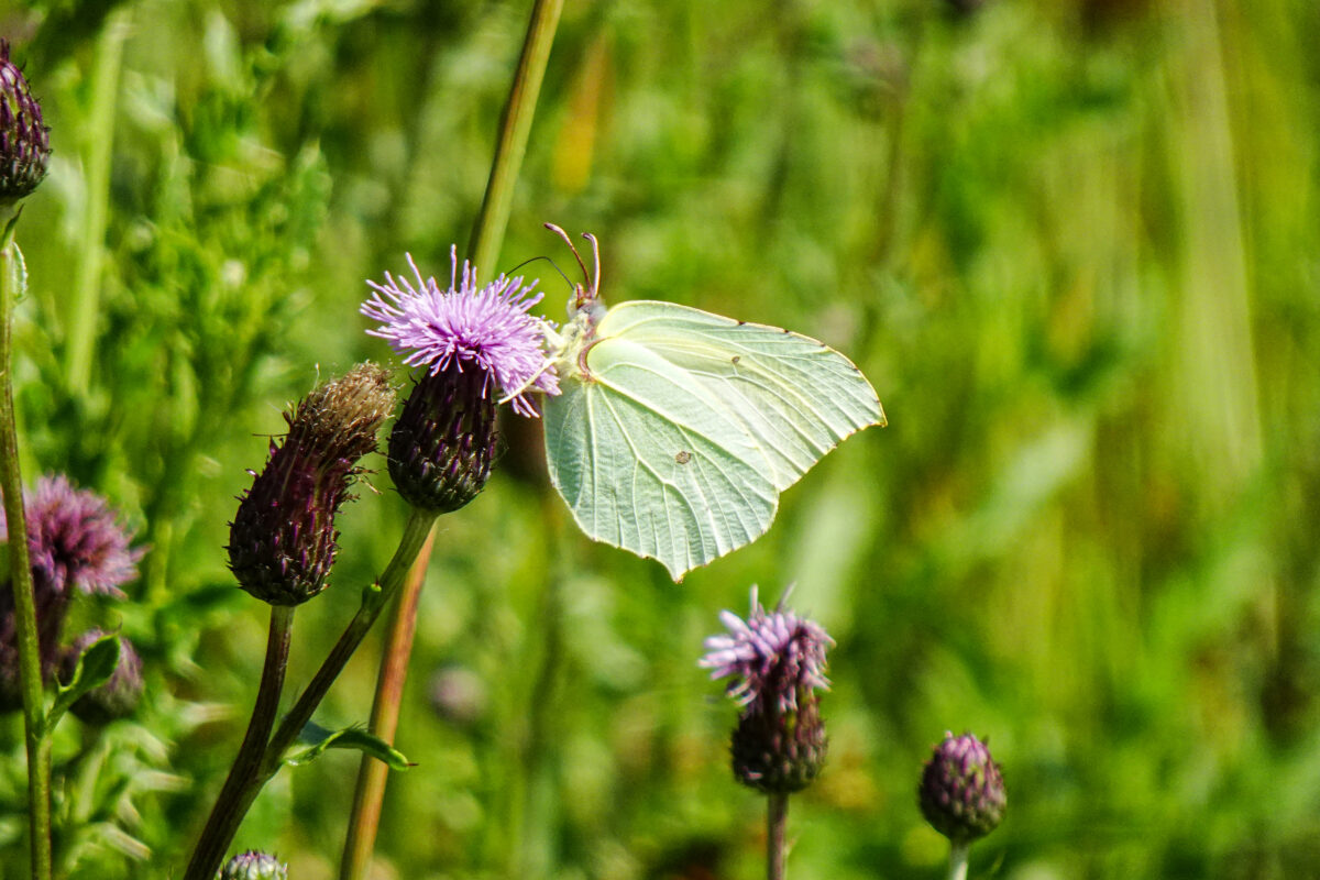 Citroenvlinder (Gonepteryx rhamni)