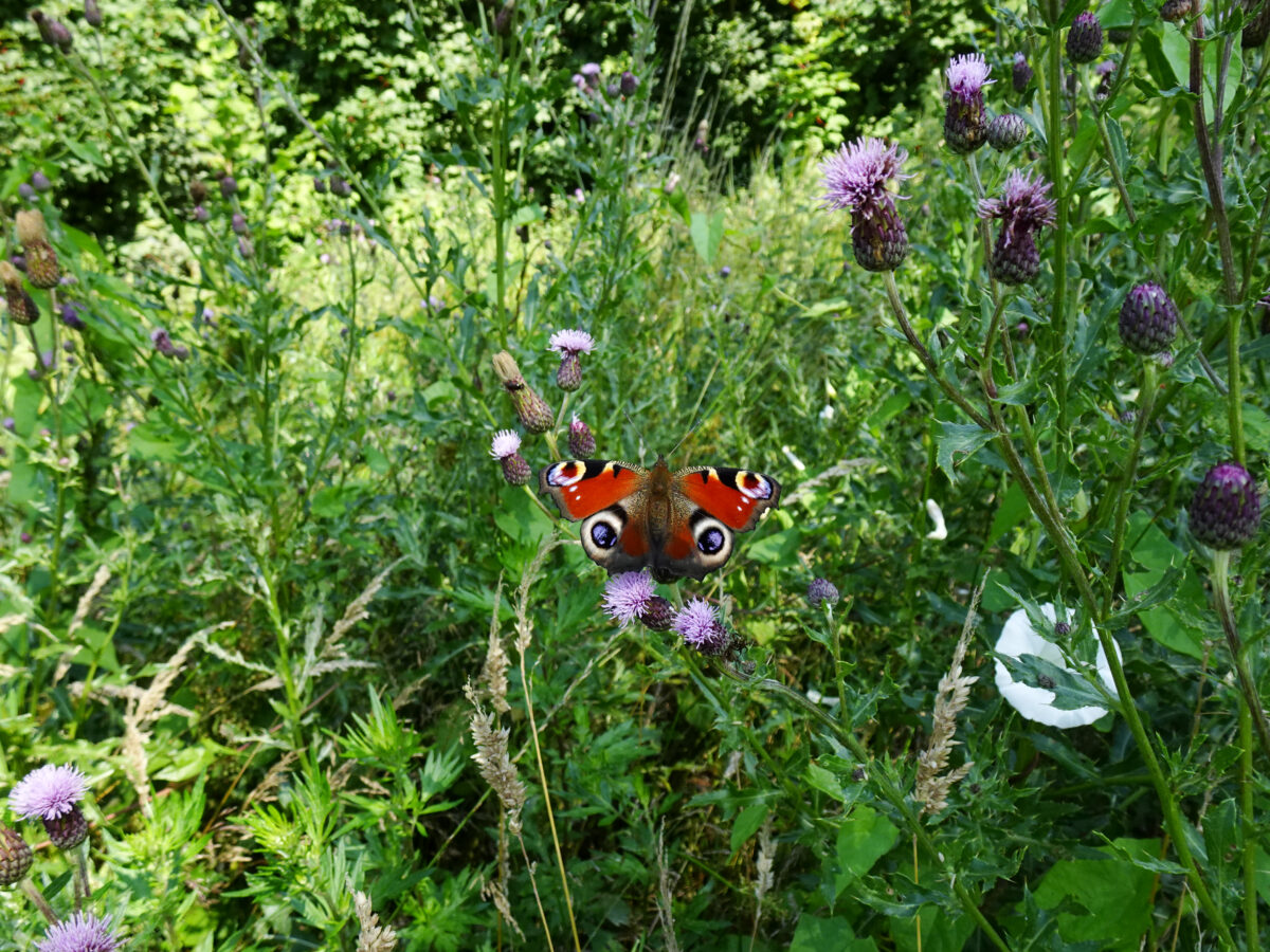 Dagpauwoog (Aglais io)