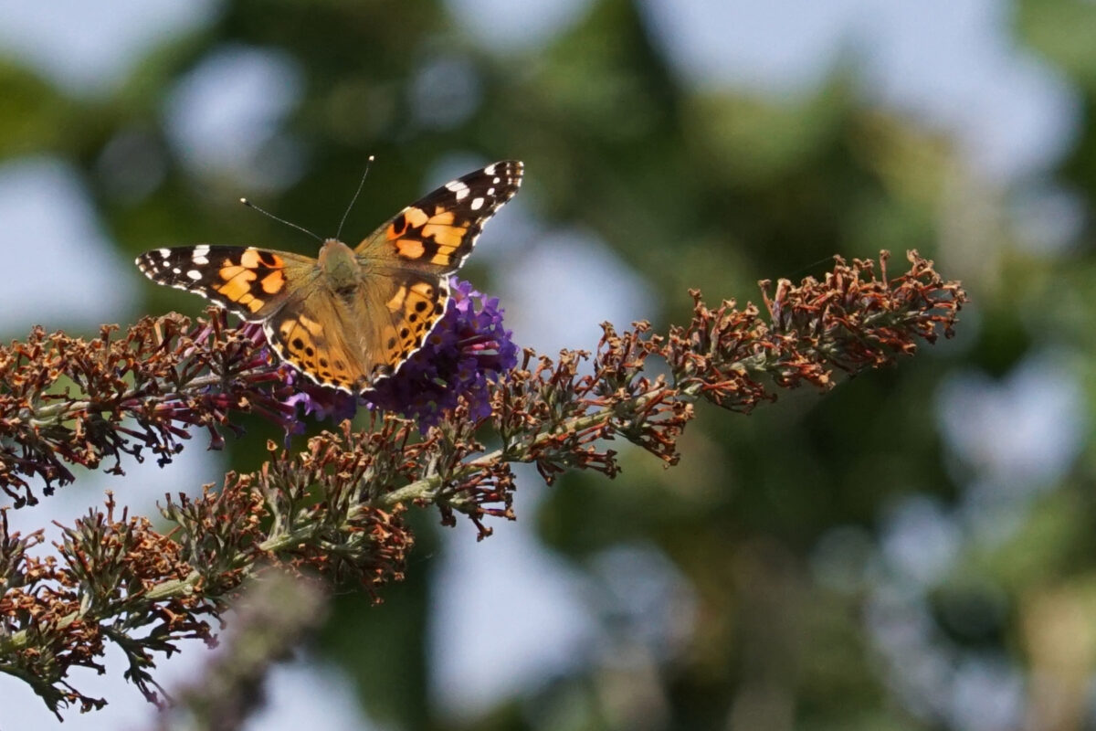 Distelvlinder (Vanessa cardui)