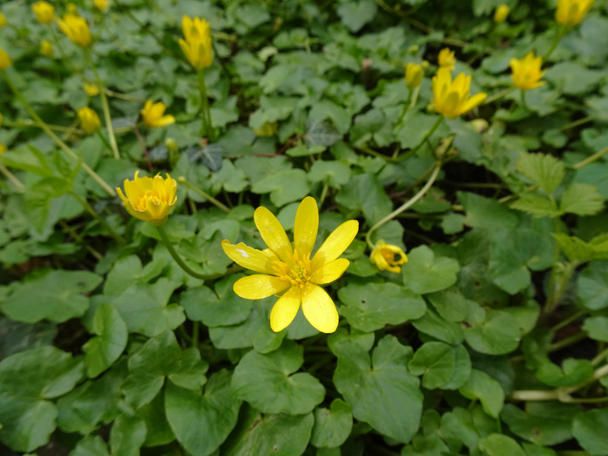 Gewoon speenkruid (Ficaria Verna Verna)