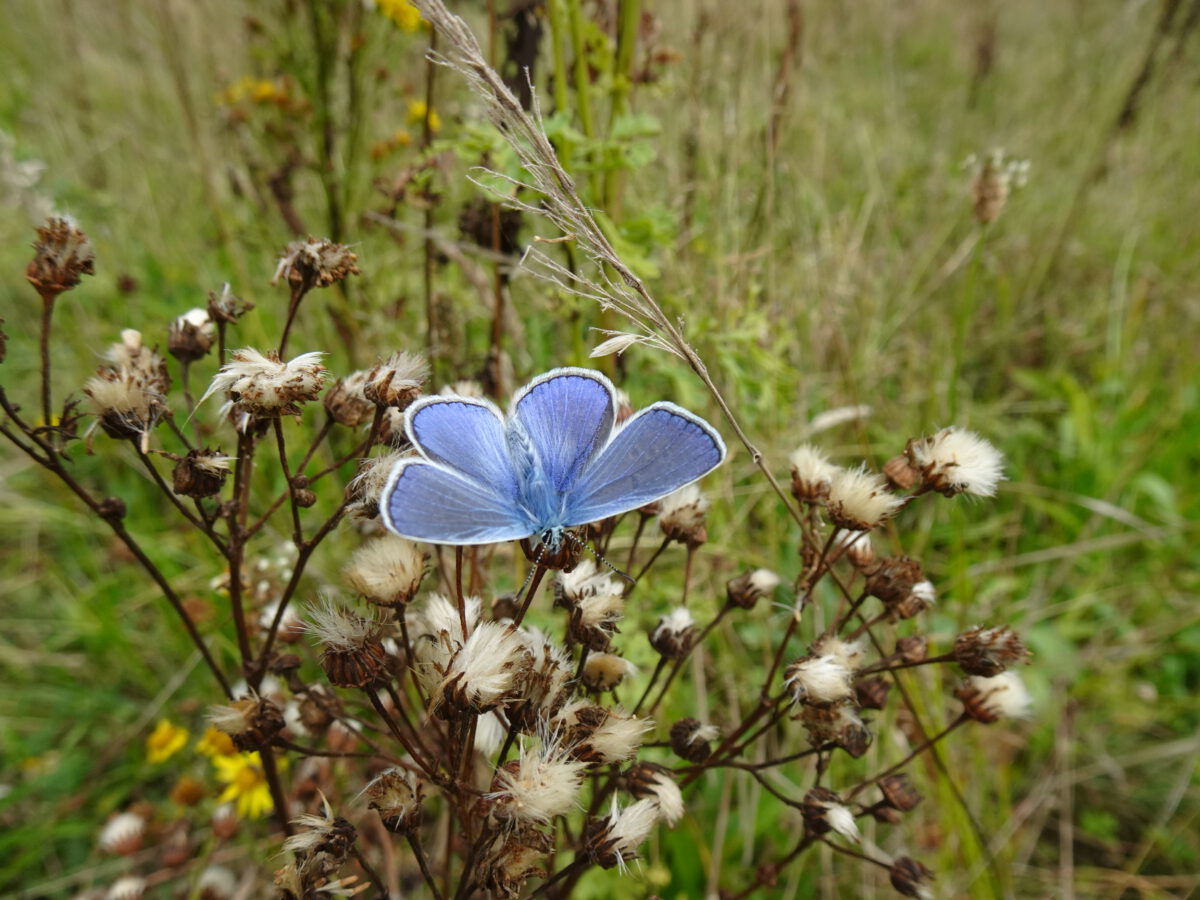 Icarusblauwtje(Polyommatus icarus)♂︎