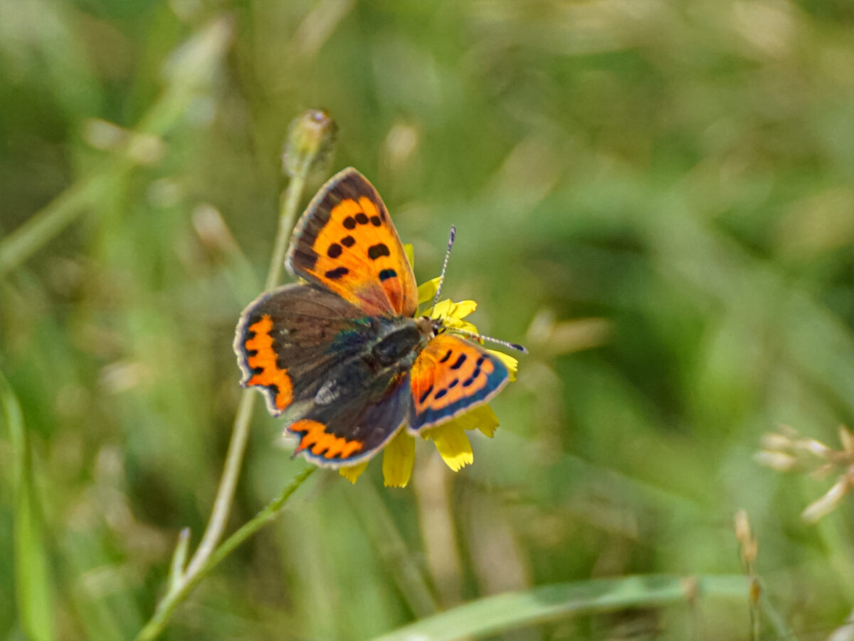 Kleine vuurvlinder (Lycaena phlaeas)