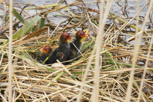 Meerkoetkuikens (Fulica atra)