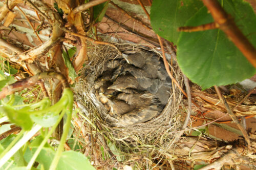 Merelnest (Turdus merula)