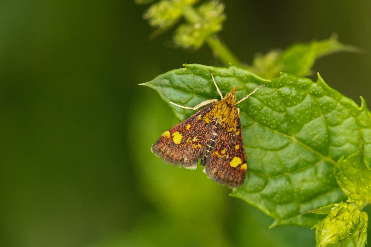 Muntvlindertje-Pyrausta-aurata