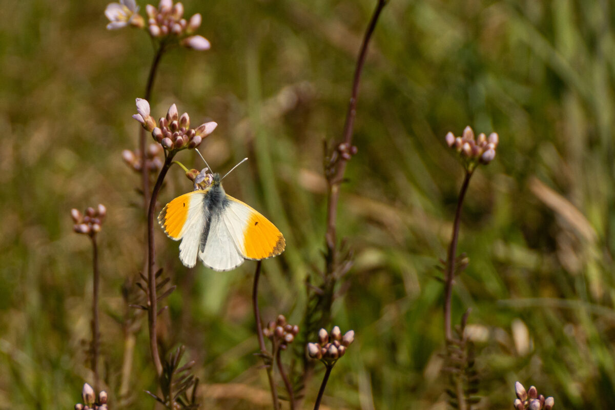 Oranjetipje (Anthocharis cardamines)