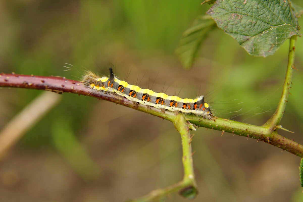 Psi uil (Acronicta psi)-rups