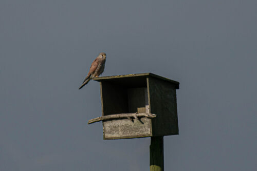 Torenvalk (Falco tinnunculus)