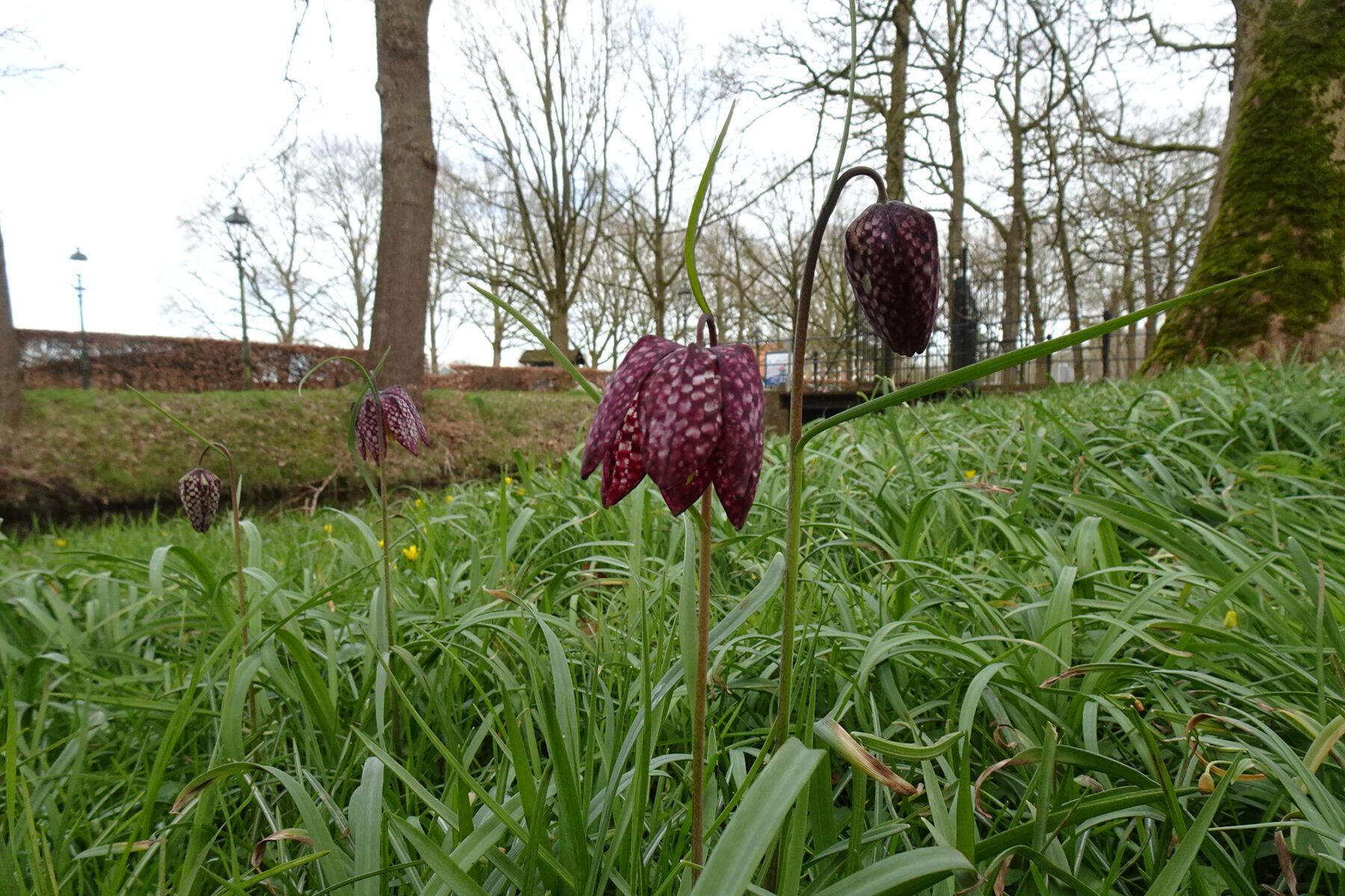 Wilde kievitsbloem (Fritillaria meleagris)