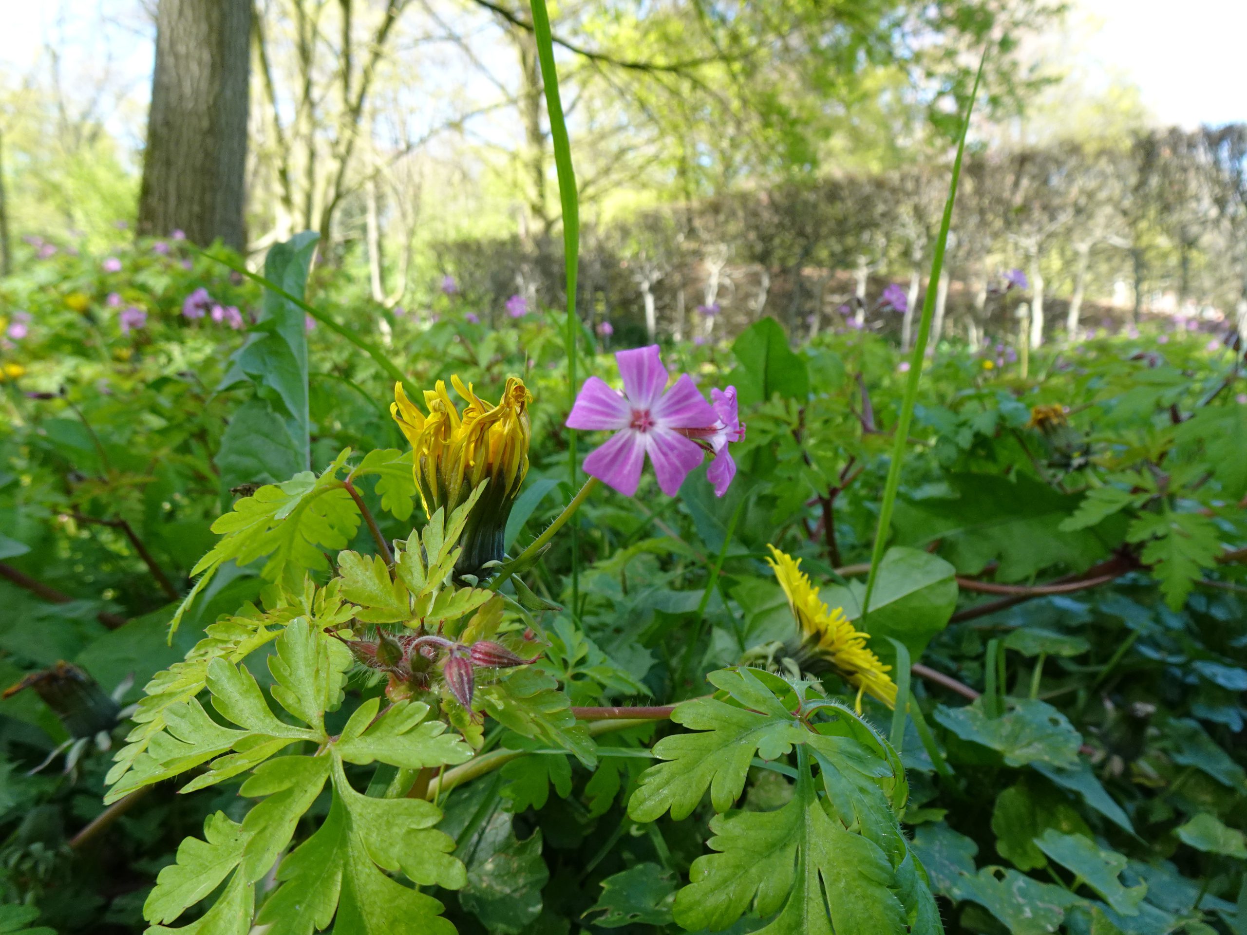 robertskruid (Geranium robertianum)