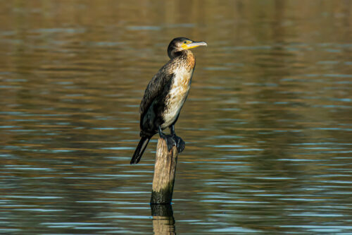Aalscholver (Phalacrocorax carbo)