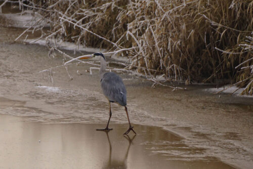 Blauwe reiger (Ardea cinerea)