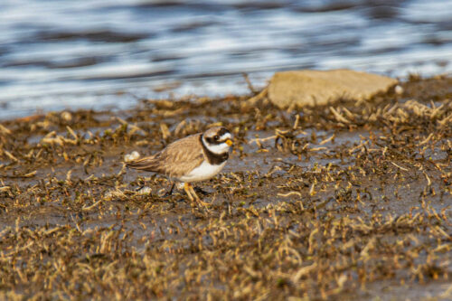 Bontbekplevier (Charadrius hiaticula)