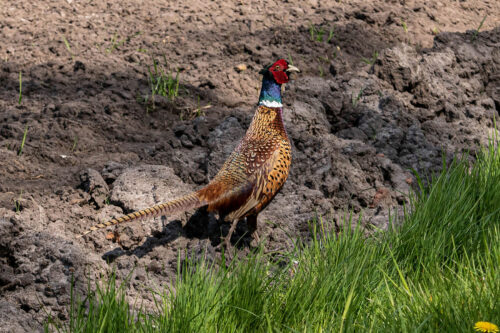 Fazant (Phasianus colchicus)
