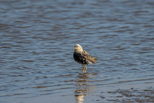 Kemphaan (Calidris pugnax)
