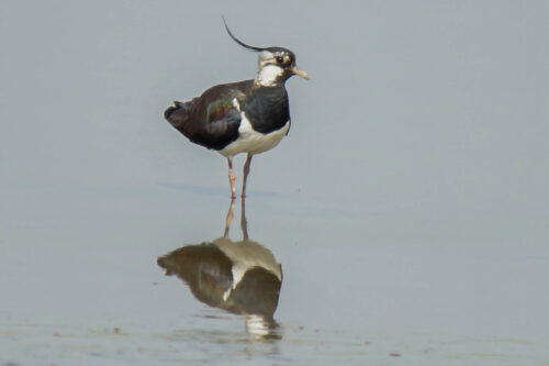 Kievit (Vanellus vanellus)