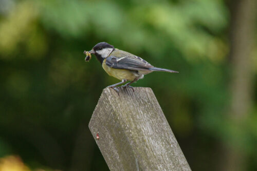 Koolmees (Parus major)