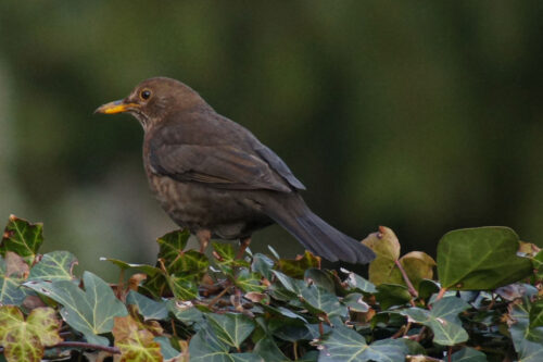 Merel (Turdus merula) ♀