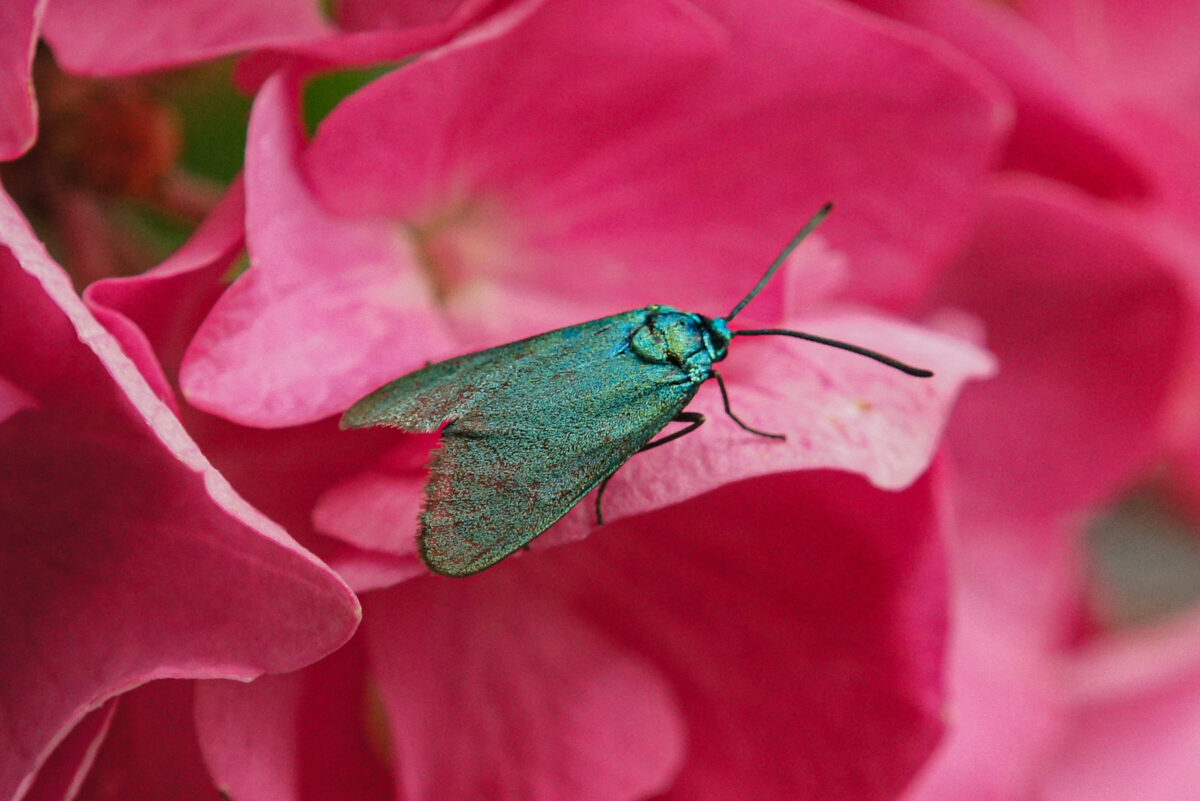 metaalvlinder (Adscita statices).jpg