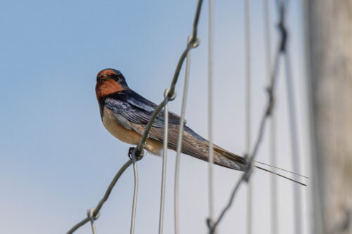 Boerenzwaluw (Hirundo rustica)