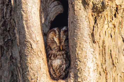 Bosuil (Strix aluco)
