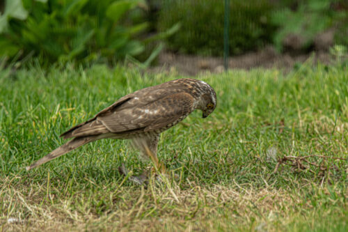 Buizerd (Buteo buteo)