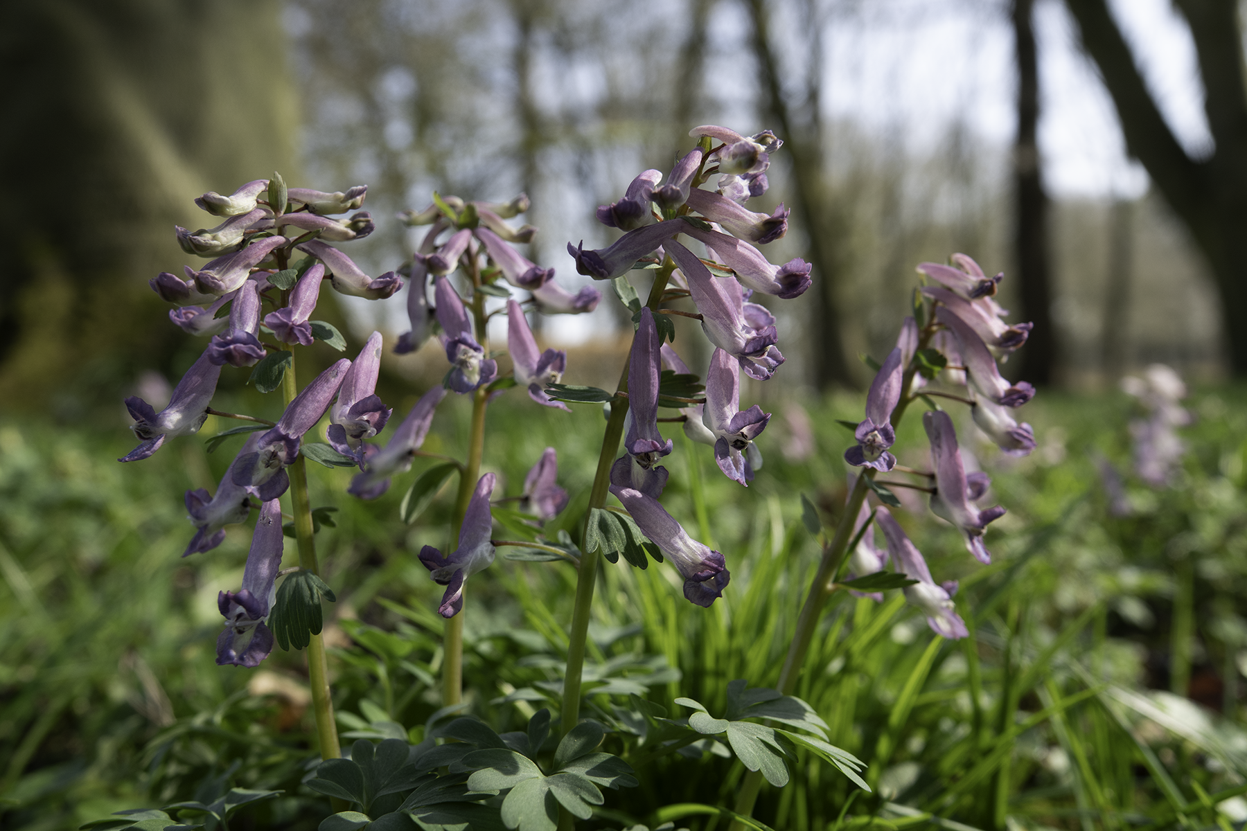 Vingerhelmbloem (Corydalis solida)
