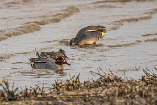 Wintertaling (Anas crecca)