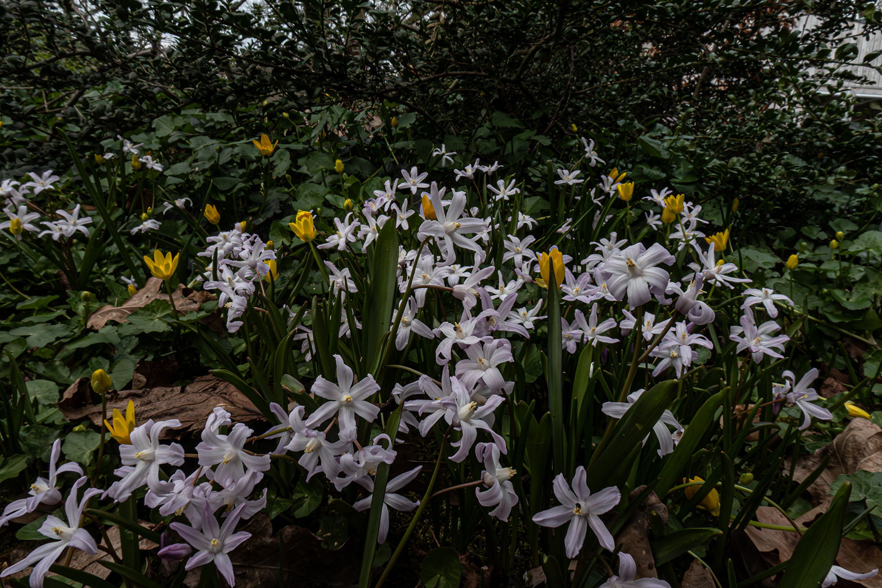 Sneeuwroem (Scilla forbesii)
