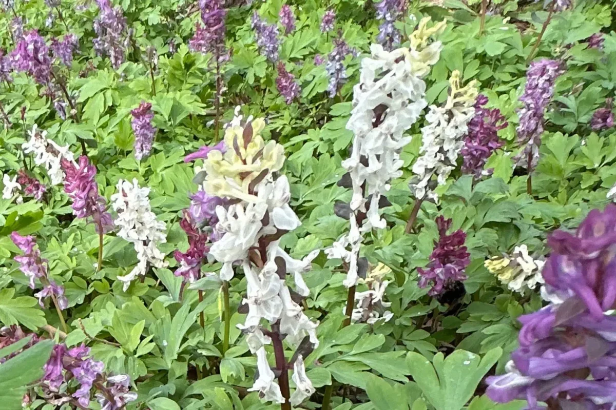 Holwortel (Corydalis cava)